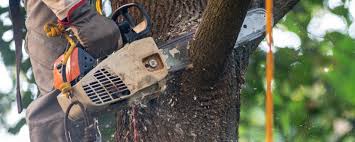 How Our Tree Care Process Works  in  Hillsboro, ND