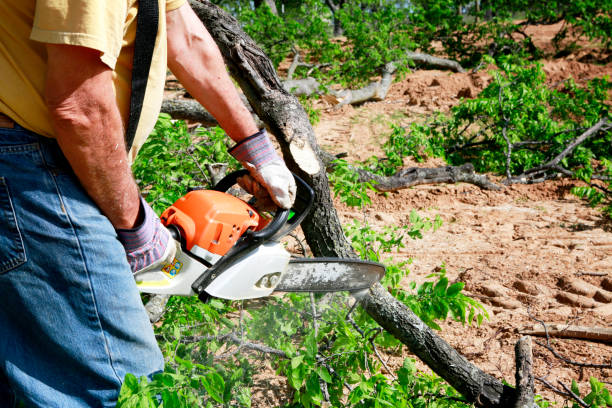 Professional Tree Care Services in Hillsboro, ND